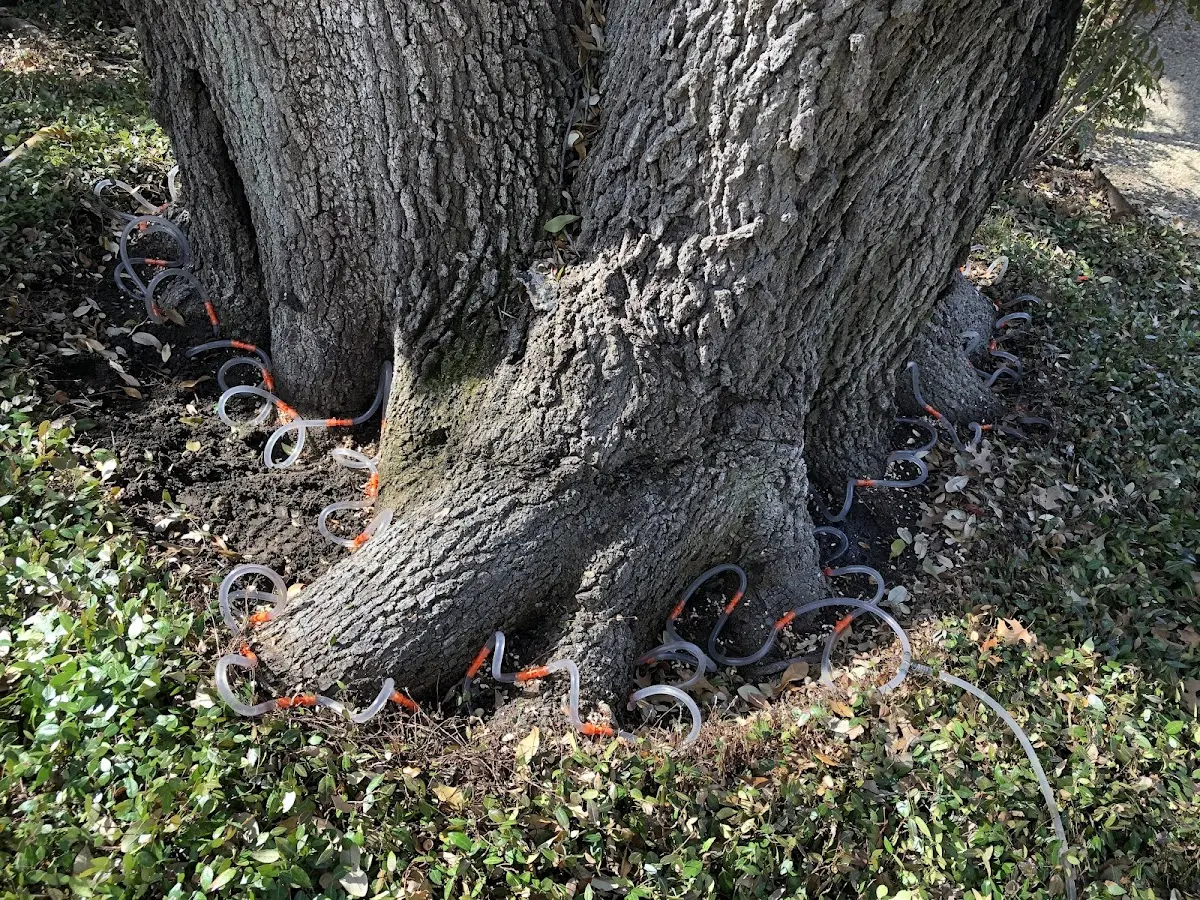 Detailed Tree Cabling and Bracing job site in Tribes Hill