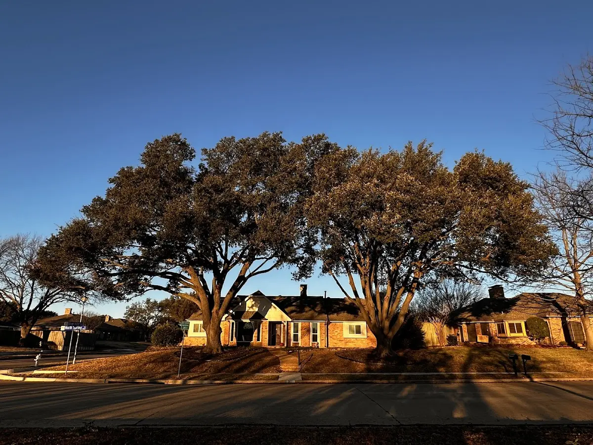 Established residential canopy tree shading a home in Tribes Hill